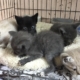 Kittens in a cage at the shelter