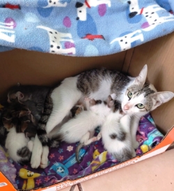 Mom cat with her kittens in a box