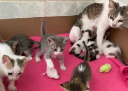 Kittens and mom cat at the shelter