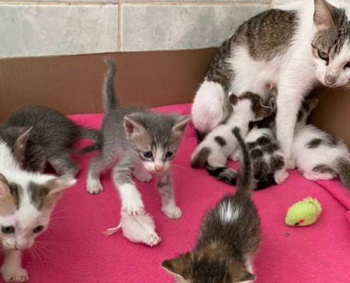 Kittens and mom cat at the shelter