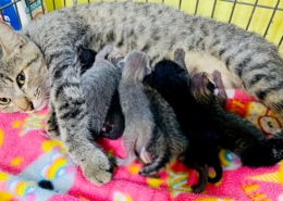 Mom cat nursing her babies