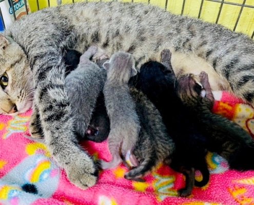 Mom cat nursing her babies