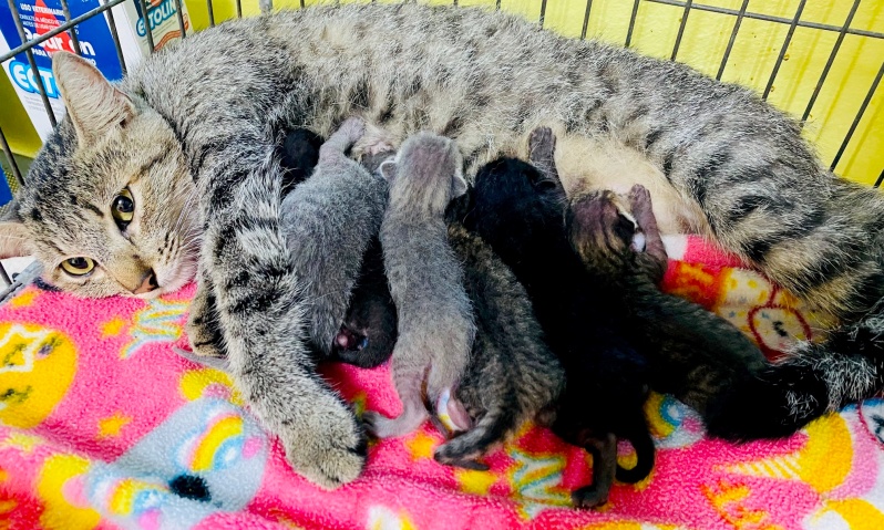 Mom cat nursing her babies