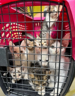 Kittens in a pink carrier