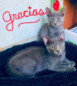 two russian blue kittens