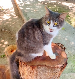 Isabel, a white and grey kitty, sitting on a tree stump