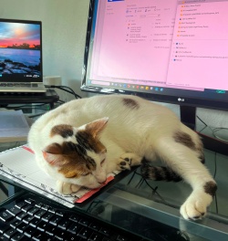 Mama Carmen sleeping on a desk in front of a computer