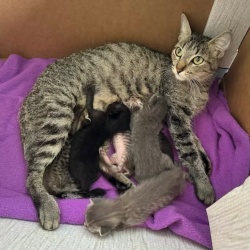 Mom cat laying on a purple blanket nursing kittens