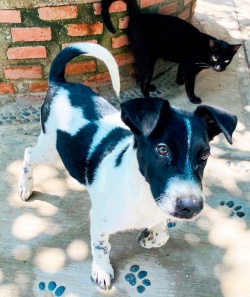 A black and white puppy named Pinto