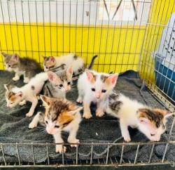 Lots of kittens in a cage at the shelter