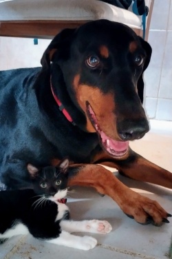 a large dog laying down with a small kitten