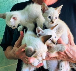 a person holding four kittens in their two hands