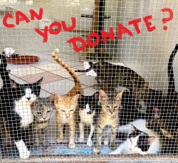 Kitties posing for the camera with the words 'can you donate?' in red