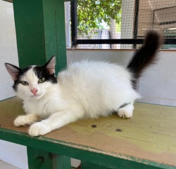 Black and white long hair kitty