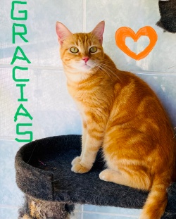 Big orange kitty sitting on top of a cat tree