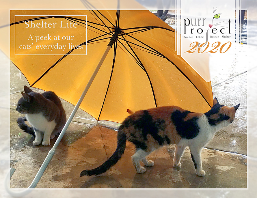 Cats under umbrella calendar image - PuRR Project Puerto Vallarta