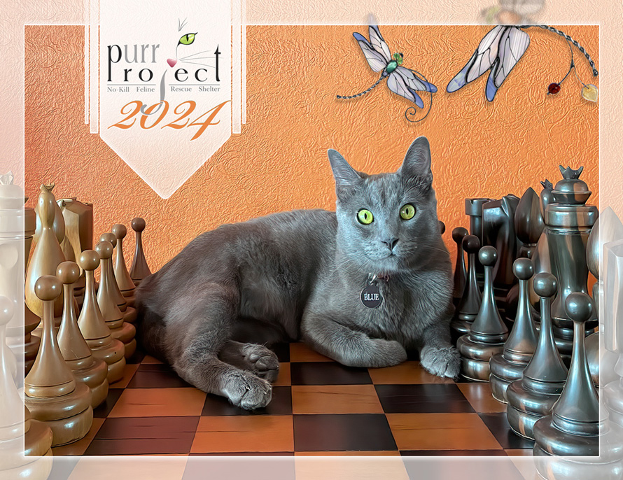 Cat in chessboard calendar image - PuRR Project Puerto Vallarta