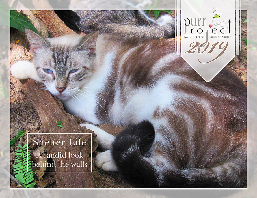 Cat in yard calendar image - PuRR Project Puerto Vallarta