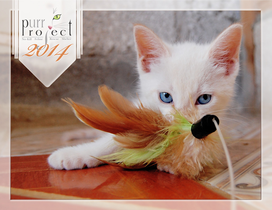 Kitten with feather toy calendar image - PuRR Project Puerto Vallarta