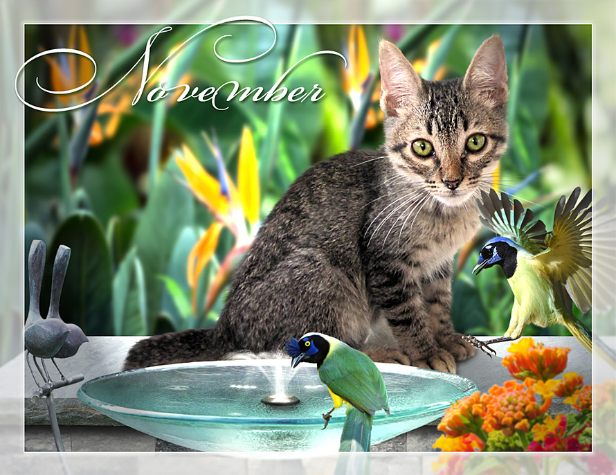 Kitten with fountain & jays calendar image - PuRR Project Puerto Vallarta