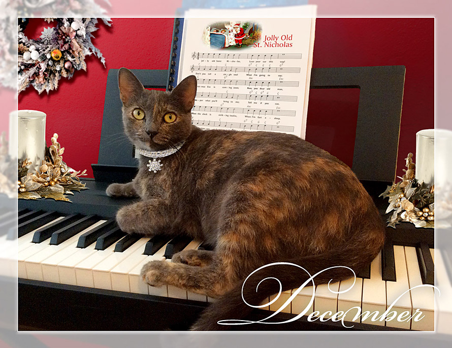 Cat on piano calendar image - PuRR Project Puerto Vallarta