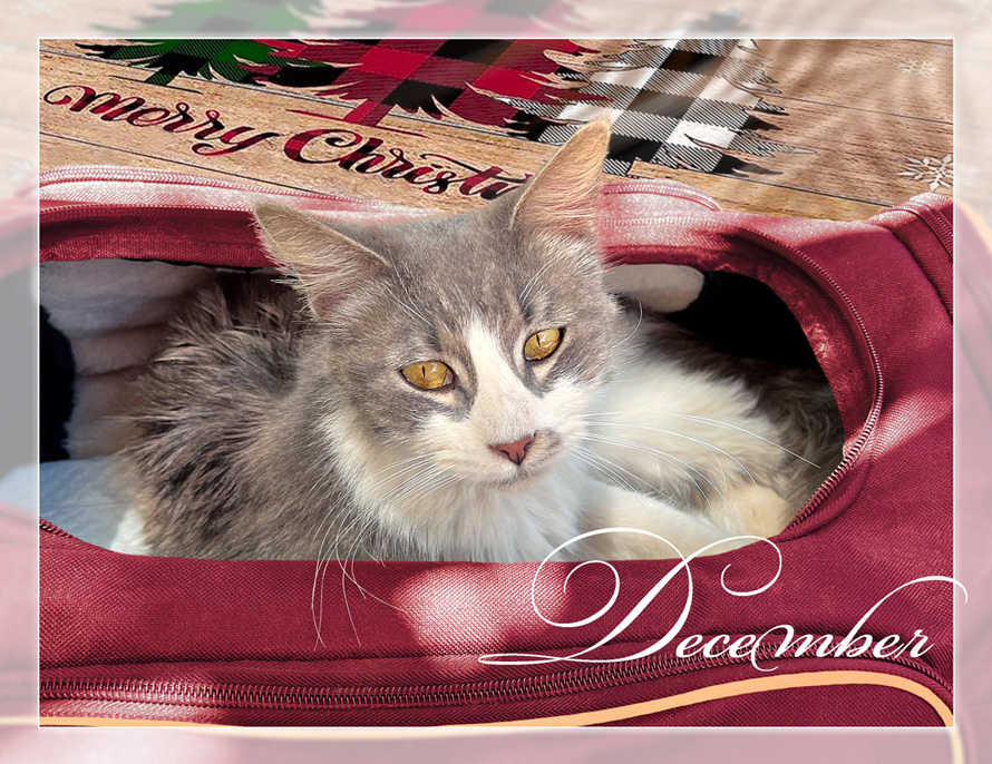 Cat in gym bag calendar image - PuRR Project Puerto Vallarta