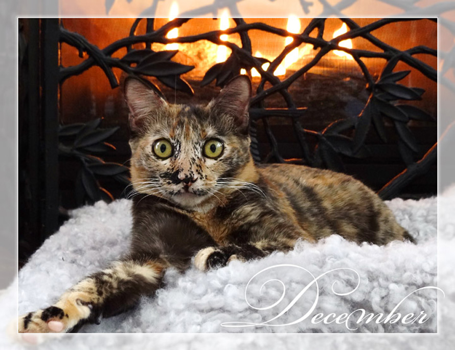 Cat in front of fireplace calendar image - PuRR Project Puerto Vallarta