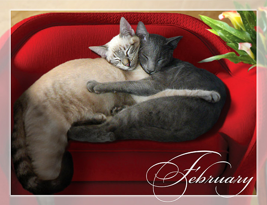 2 cats sleep-hugging calendar image - PuRR Project Puerto Vallarta