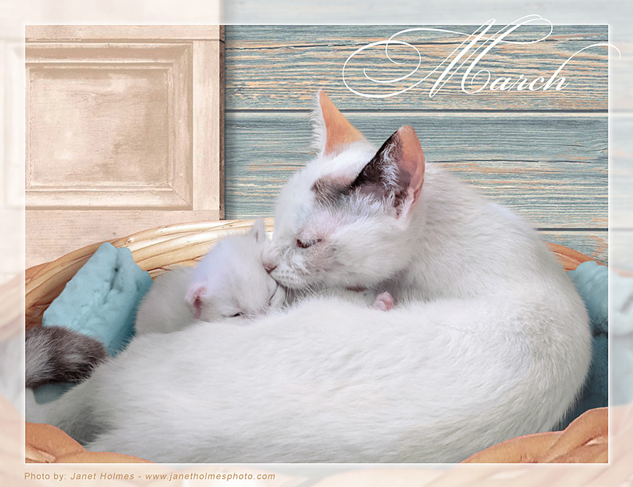 Mama & kittens calendar image - PuRR Project Puerto Vallarta