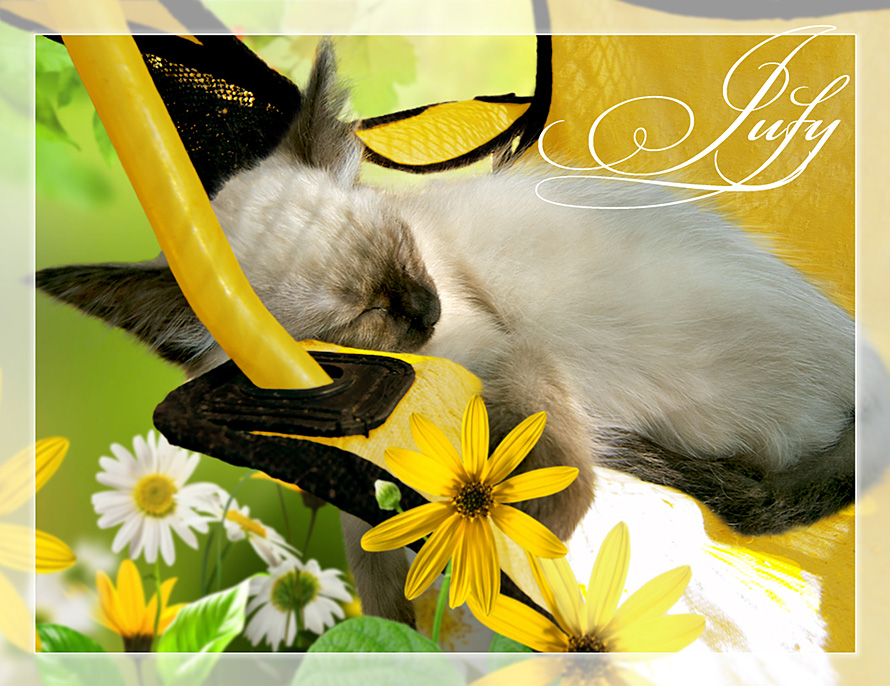 Kitten in chair & flowers calendar image - PuRR Project Puerto Vallarta