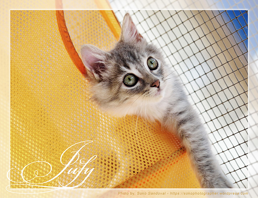 Kitten in mesh basket calendar image - PuRR Project Puerto Vallarta