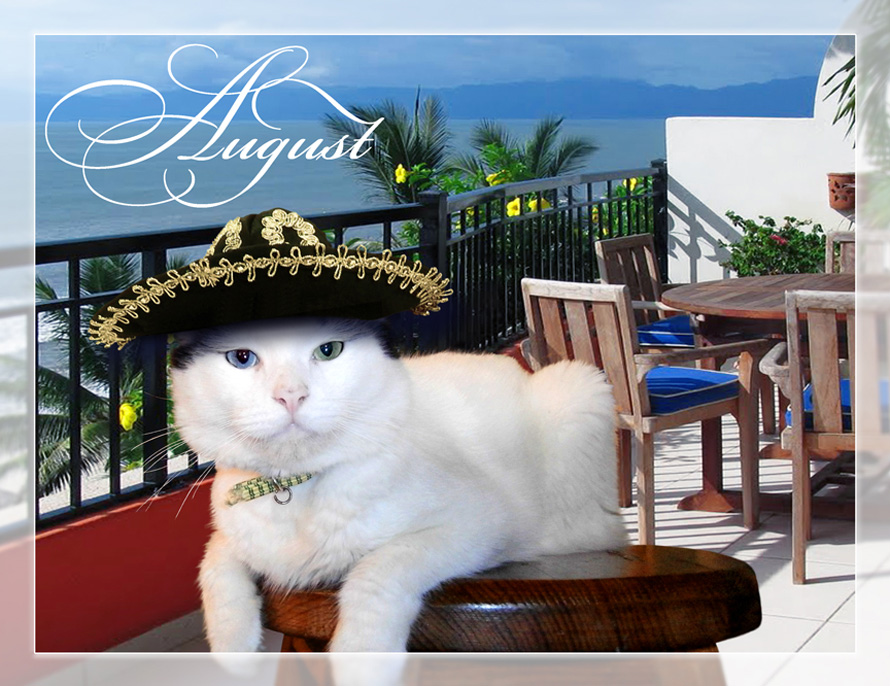 Cat with Mexican sombrero calendar image - PuRR Project Puerto Vallarta