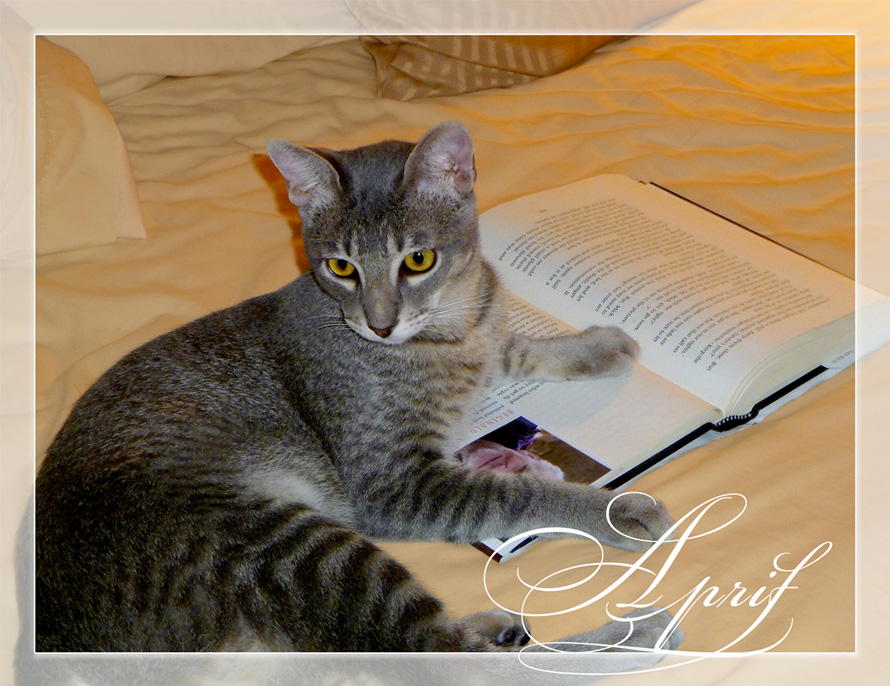 Cat on book calendar image - PuRR Project Puerto Vallarta