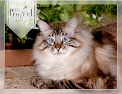 Fluffy Kitty posing on the front of the PuRR calendar