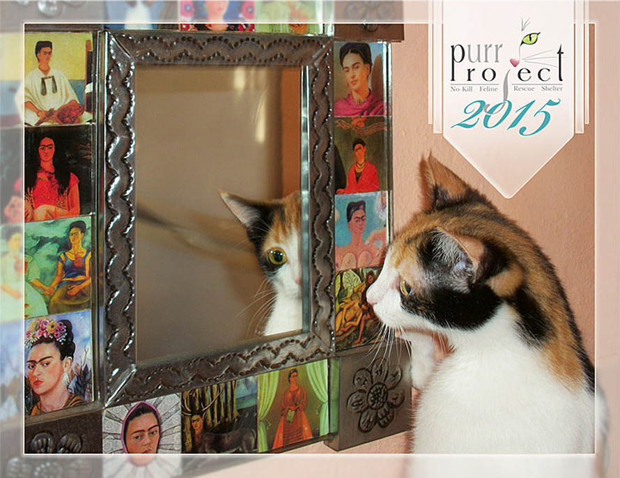 Cat looking in mirror calendar image - PuRR Project Puerto Vallarta