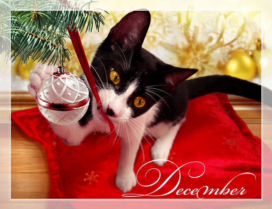 Kitten with Christmas ball calendar image - PuRR Project Puerto Vallarta