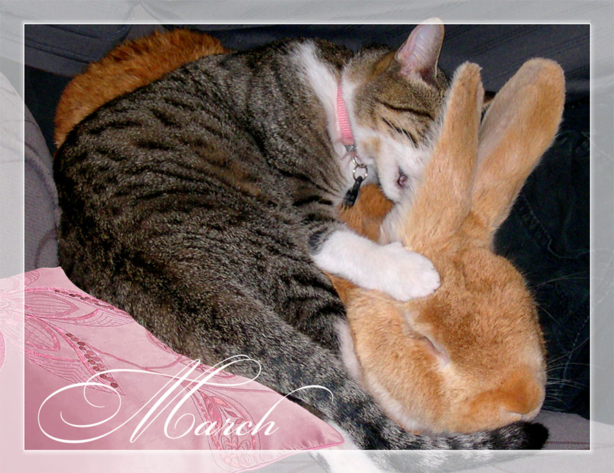 Cat & rabbit calendar image - PuRR Project Puerto Vallarta