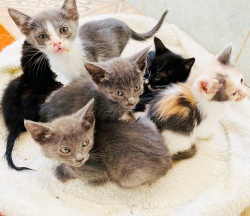 6 kittens of different colors