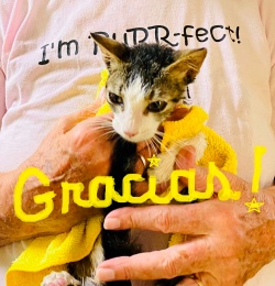 a very small kitten with the word 'gracias' written in front of him