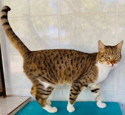 a tabby and white kitty standing on a green table