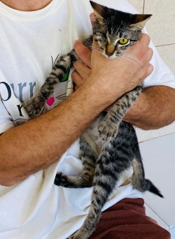 Ernie the one eyed kitty being held by a volunteer