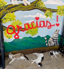 Kitties laying around at the Shelter with the word Gracias written above them