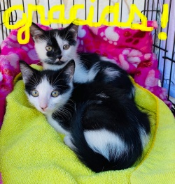 Two kittens laying on brightly colored blankets