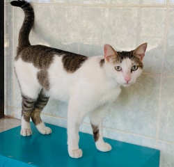 white and tabby kitty standing on a blue table