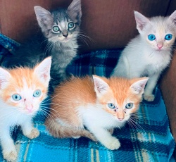 Four new kittens at the nursery