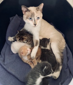 A mom cat and her kittens