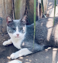 Grey and white cat with one eye