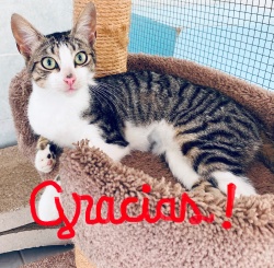 a white and tabby kitty laying in a cat tree