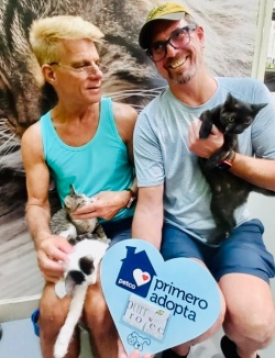 Three kittens with their new adopted dads