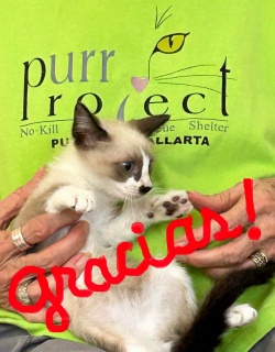 a tiny siamese kitten with a PuRR volunteer